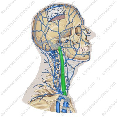 Internal jugular vein (vena jugularis interna)